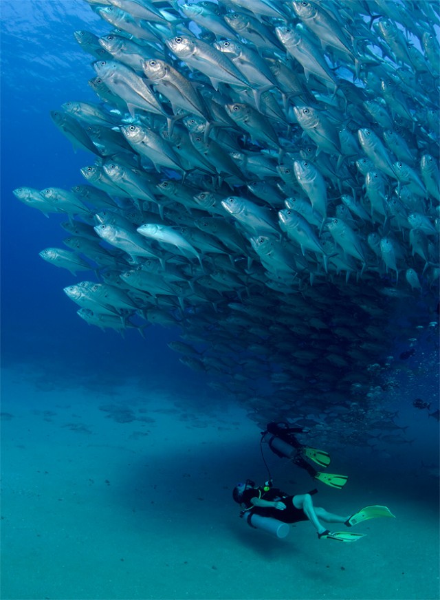 Fish-Tornado-4-640x872.jpg