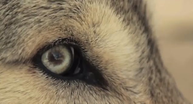 Trophic Cascade - How Wolves Change Rivers