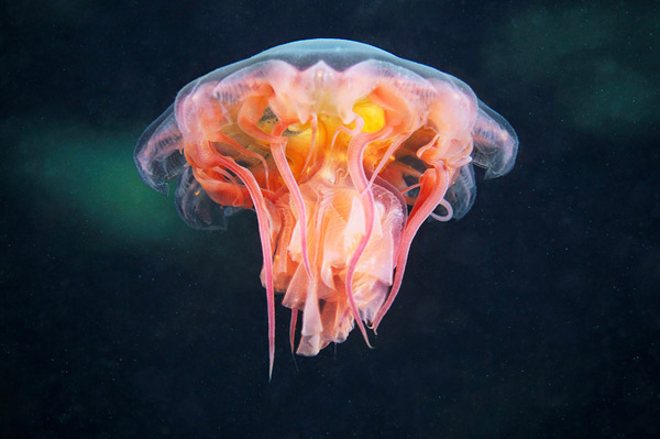 jelly-6.jpg