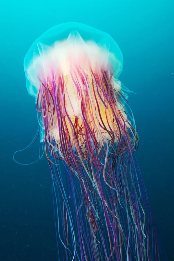 King Jellyfish Real