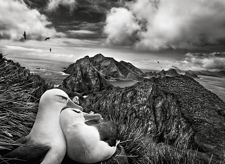 Two black-browed albatrosses near South Georgia (2009)
