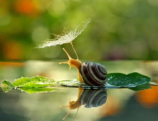 Stunningly Vibrant Photos of Snails by Vyacheslav Mischenko
