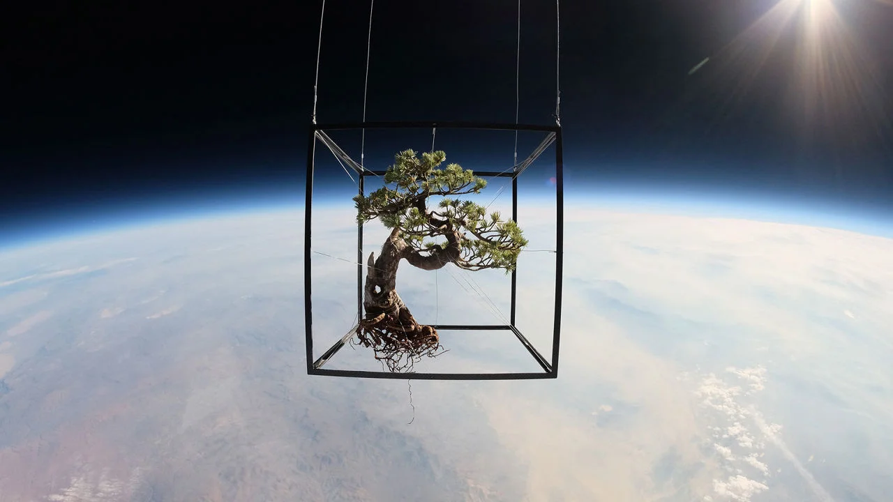 Exbiotanica - Bonsai in Space