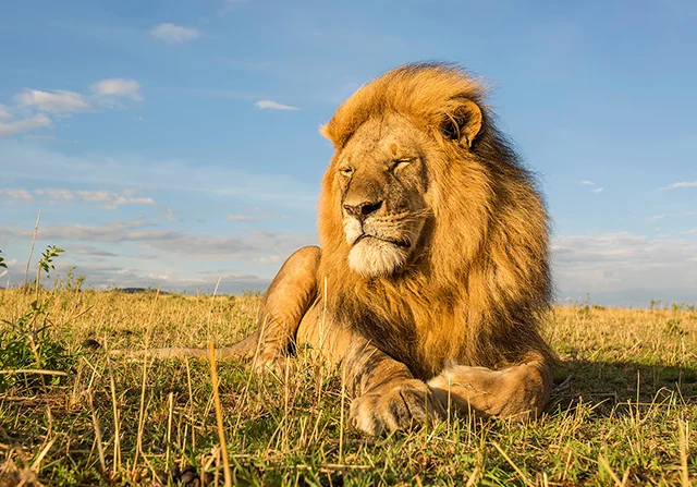 Lion Cam Wildlife photographer Steve Mandel 