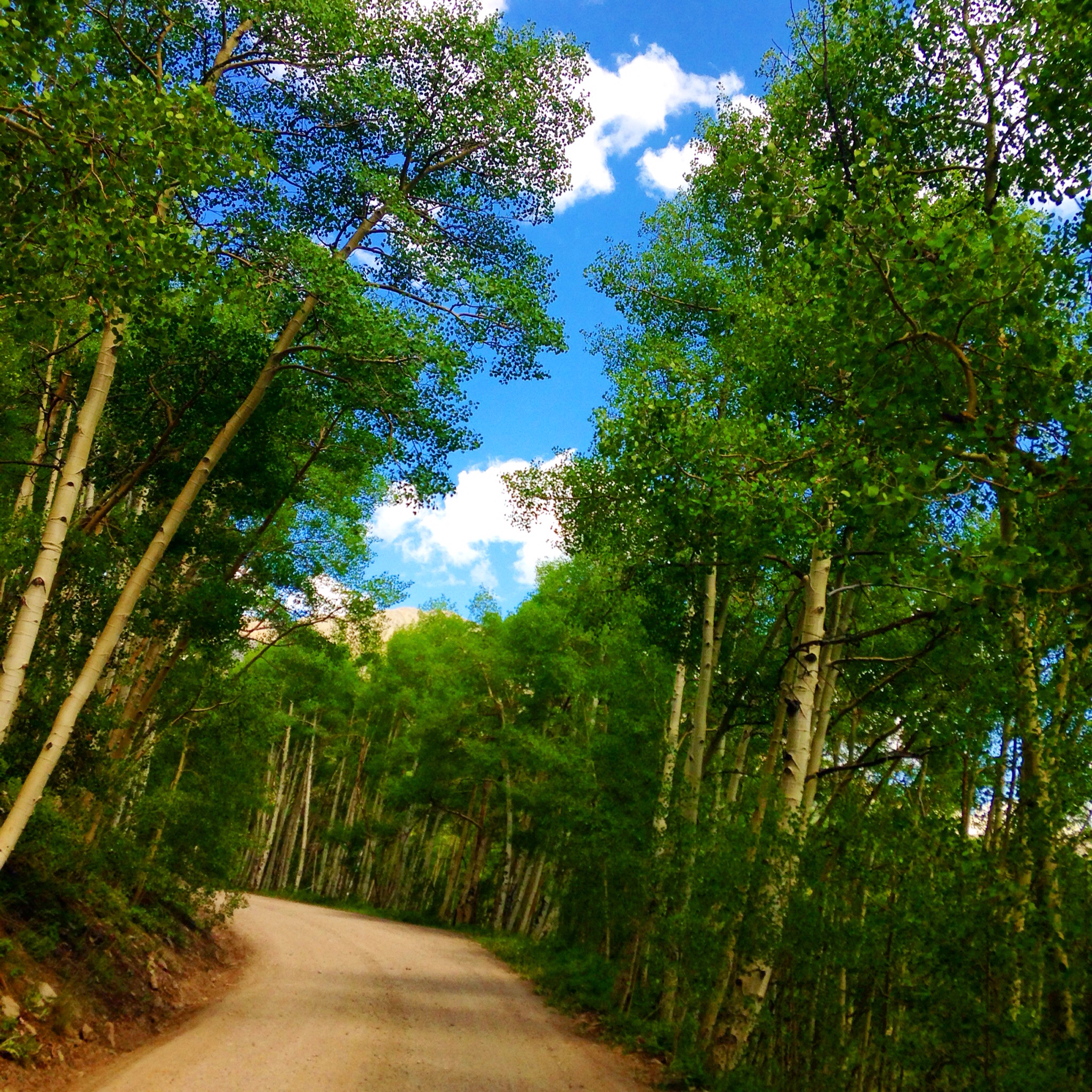 Aspen groves. Breckenridge, Colorado, USA Photo by Twenty20/ Jawill529
