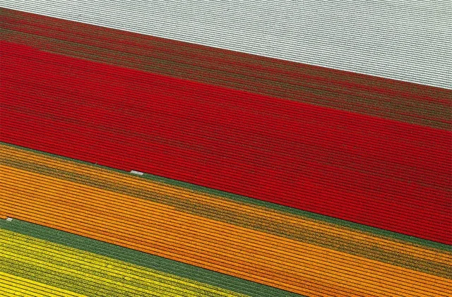 Tulip Fields in Bloom