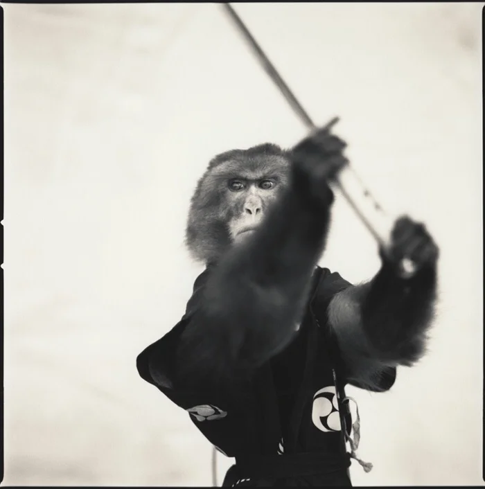 Eerily Beautiful Monkey Portraits by Hiroshi Watanabe
