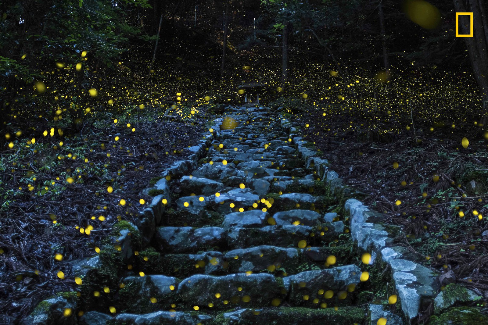 NATURE - Honorable Mention 2. Photo and caption by Yutaka Takafuji/ National Geographic Travel Photographer of the Year. Forest of the Fairy . "Shooting in the forest This photograph was taken in the evening hours of a humid early summer day in the forest of a small remote village in the Tamba area of Japan. It beautifully captures the magical atmosphere of Princess fireflies carpeting a stairway leading to a small shrine revered by the local people."