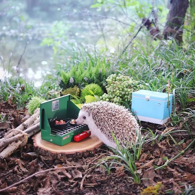 Azuki the Hedghog goes Mini-camping