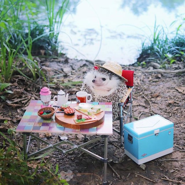 hedgehog-azuki-goes-on-camping-trip-3.jpg