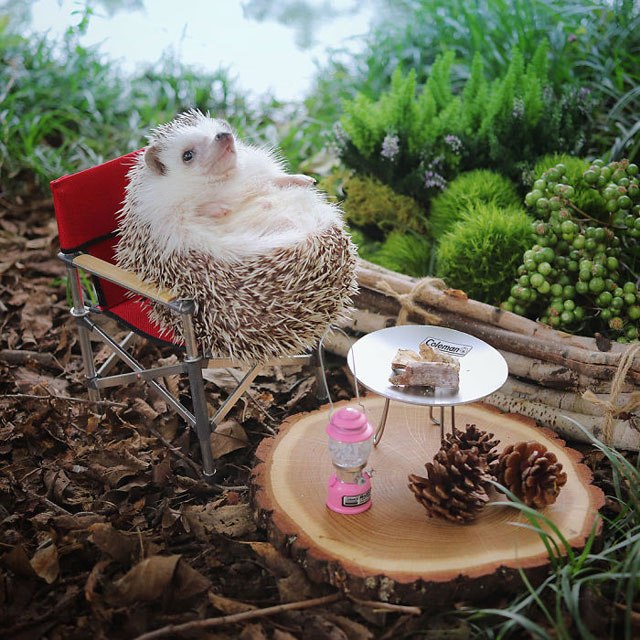 hedgehog-azuki-goes-on-camping-trip-2.jpg