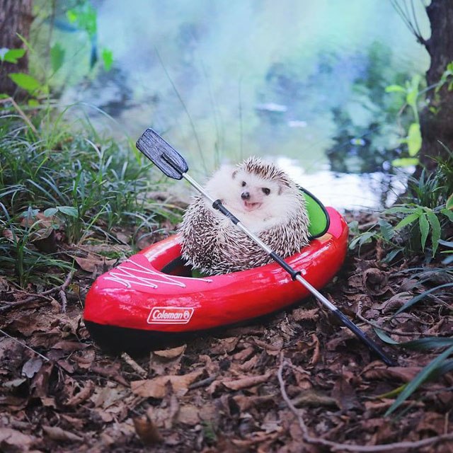 hedgehog-azuki-goes-on-camping-trip-4.jpg