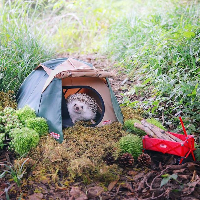 hedgehog-azuki-goes-on-camping-trip-5.jpg