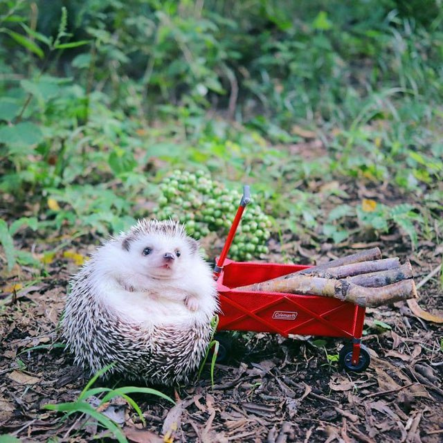 hedgehog-azuki-goes-on-camping-trip-6.jpg