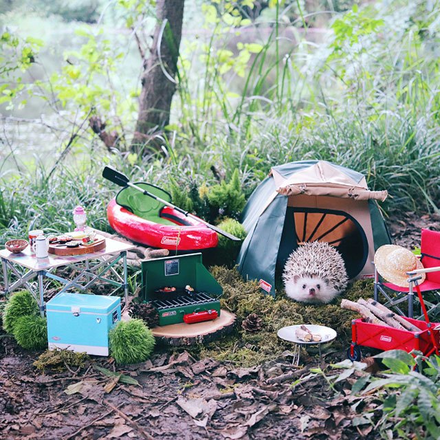 hedgehog-azuki-goes-on-camping-trip-7.jpg