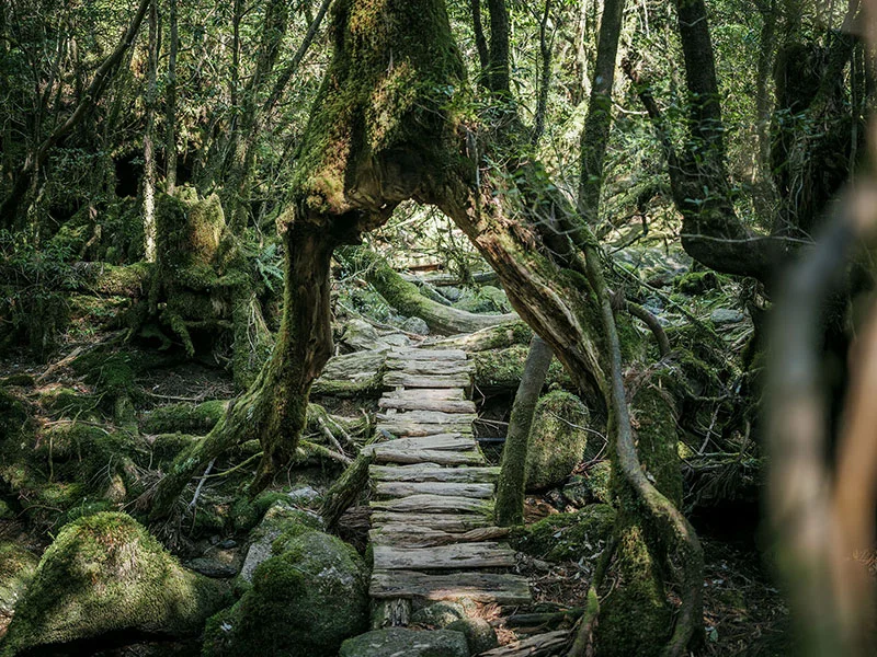 The Magical Forests of Yakushima — Photographs from Rapheal Olivier