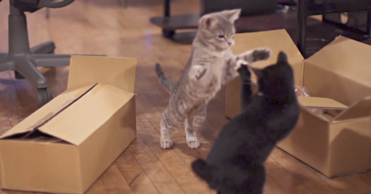 Slo-mo Kittens set to Dubstep