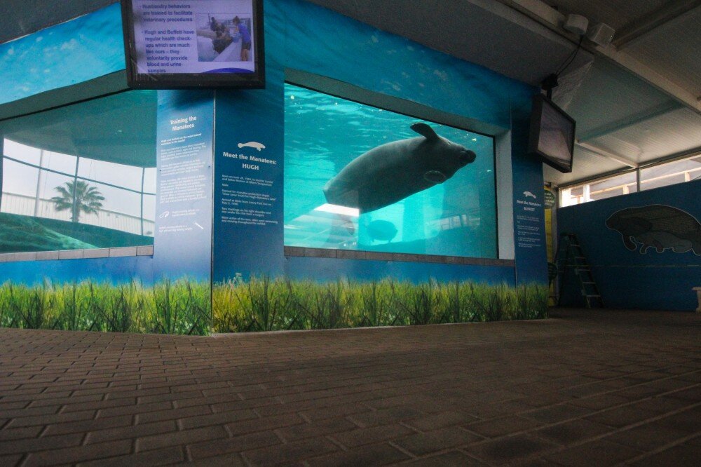 Mote Marine Manatee Cam