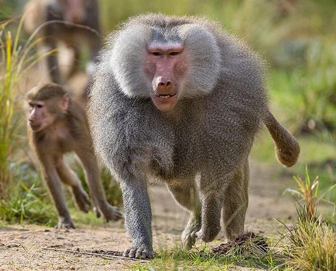 San Diego Zoo Baboon Cam