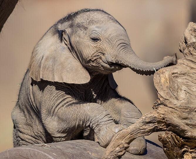 San Diego Zoo Elephant Cam