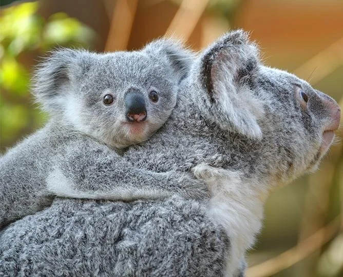 Live Animal Cams 5 Things I Learned Today