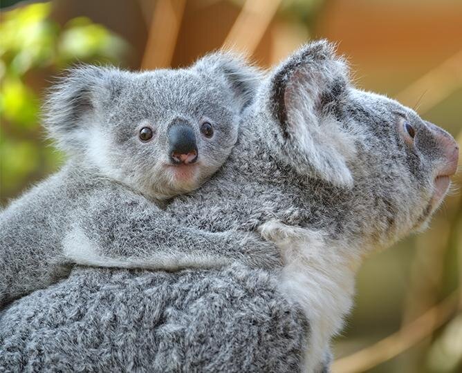 San Diego Zoo Koala Cam