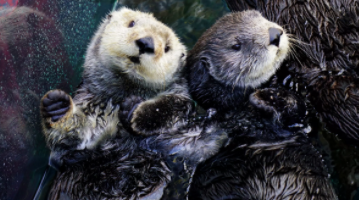 Monterrey Bay Otter Cam