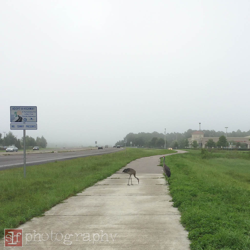 The Sand Hill Cranes don't move off the path. But they don't mind of you ride around them at a reasonable pace.