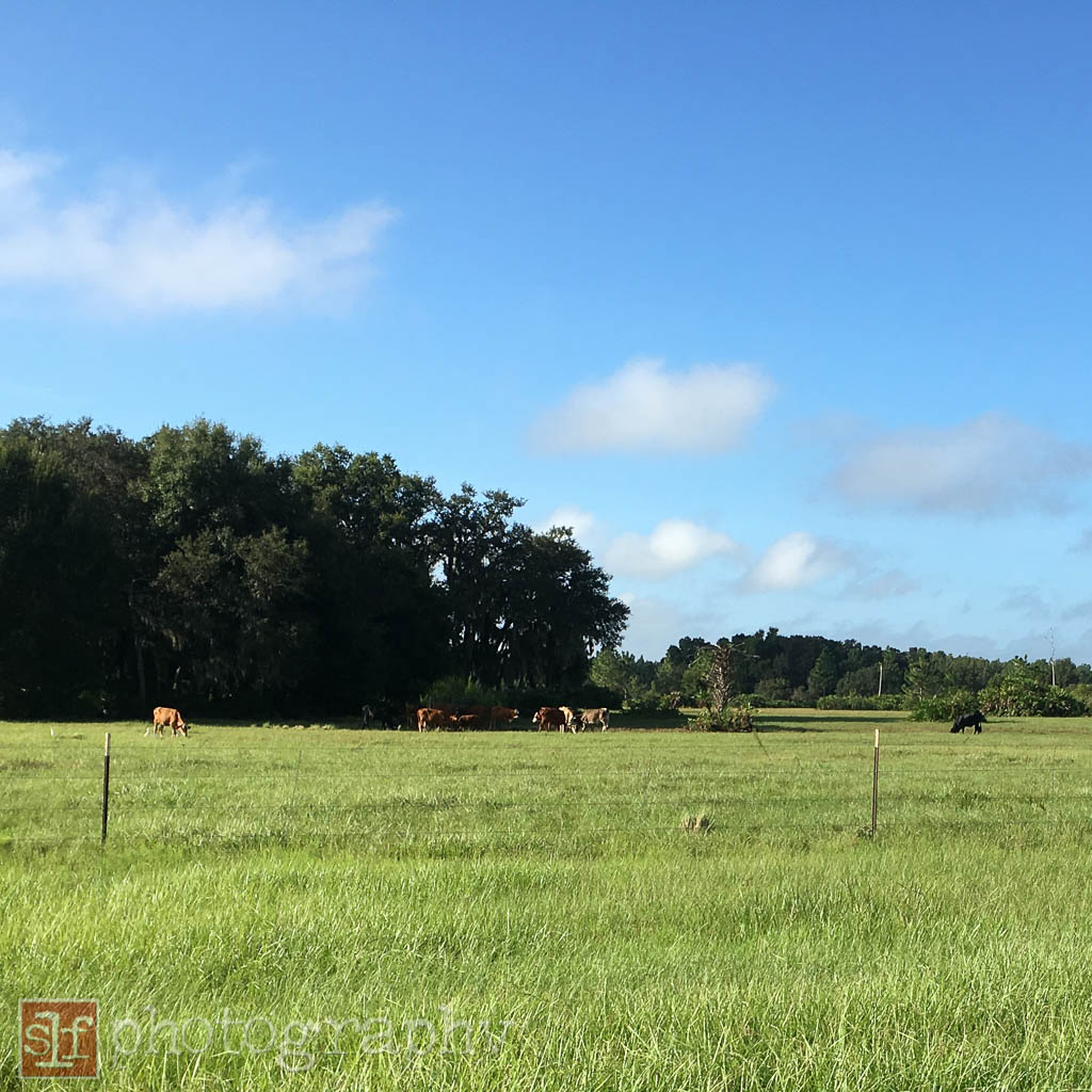 few cows bothered to look at me