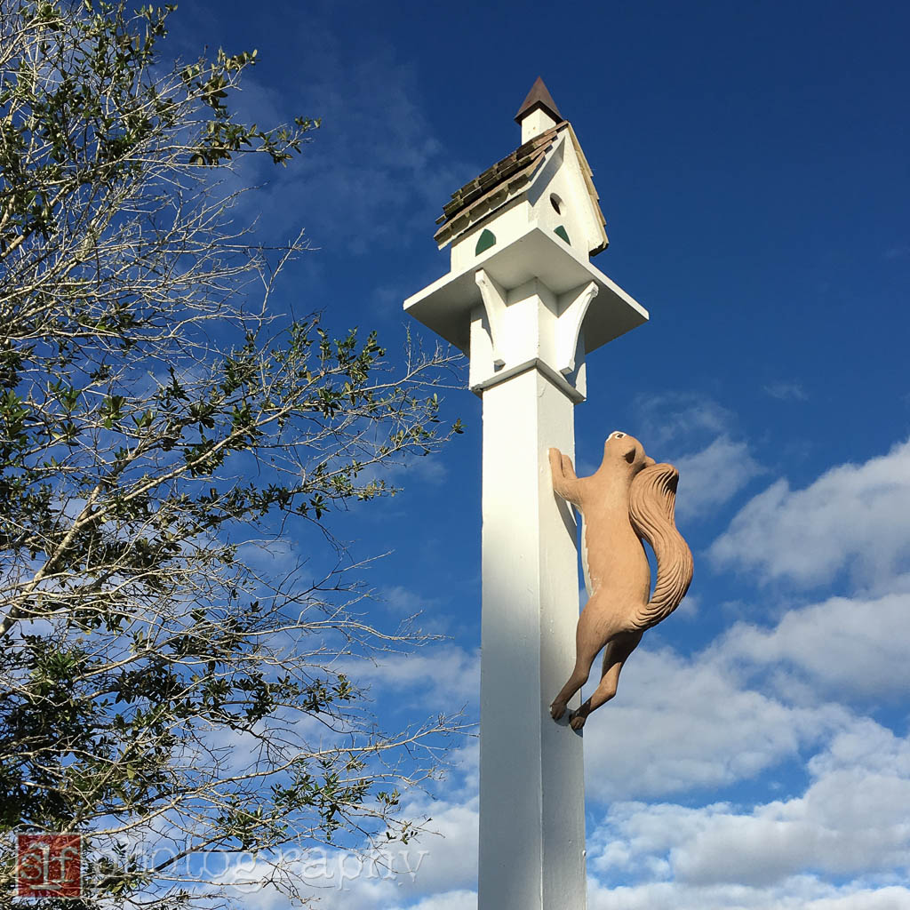the trees are still too small to attract squirrels, there are several fake squirrels around the development