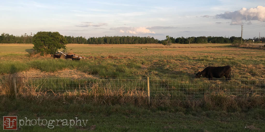 this is the first time i have seen cows in this pasture. i am not sure why they are separated. one of the mamma cows didn't like that i stopped.