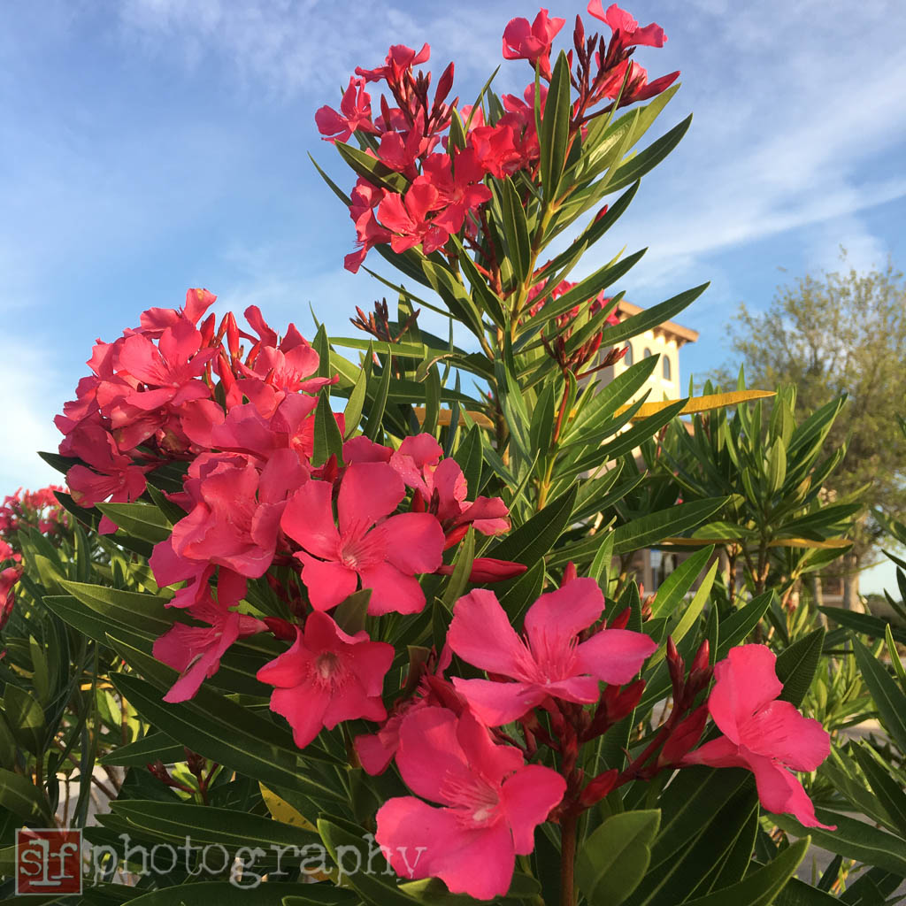 why did they plant oleander, which can be poisonous next to a pedestrian walkway?