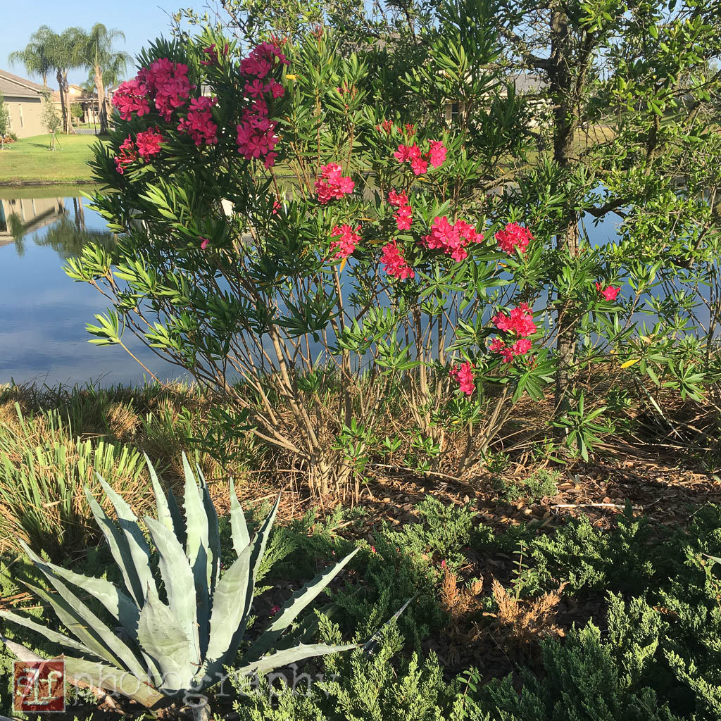 at least these oleander are set back from the walkway