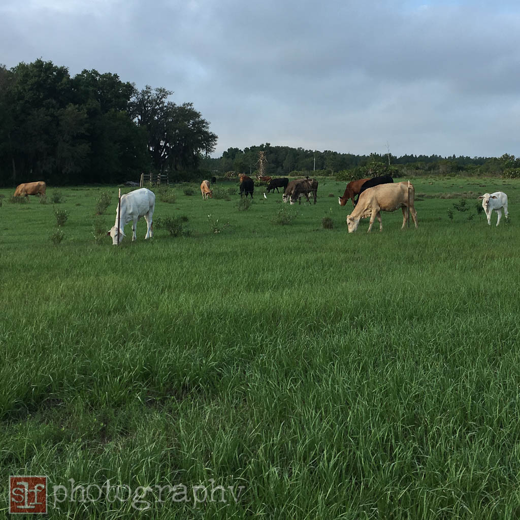 they don't usually leave the cattle in one pasture for so long. these cows have been here at least a week.