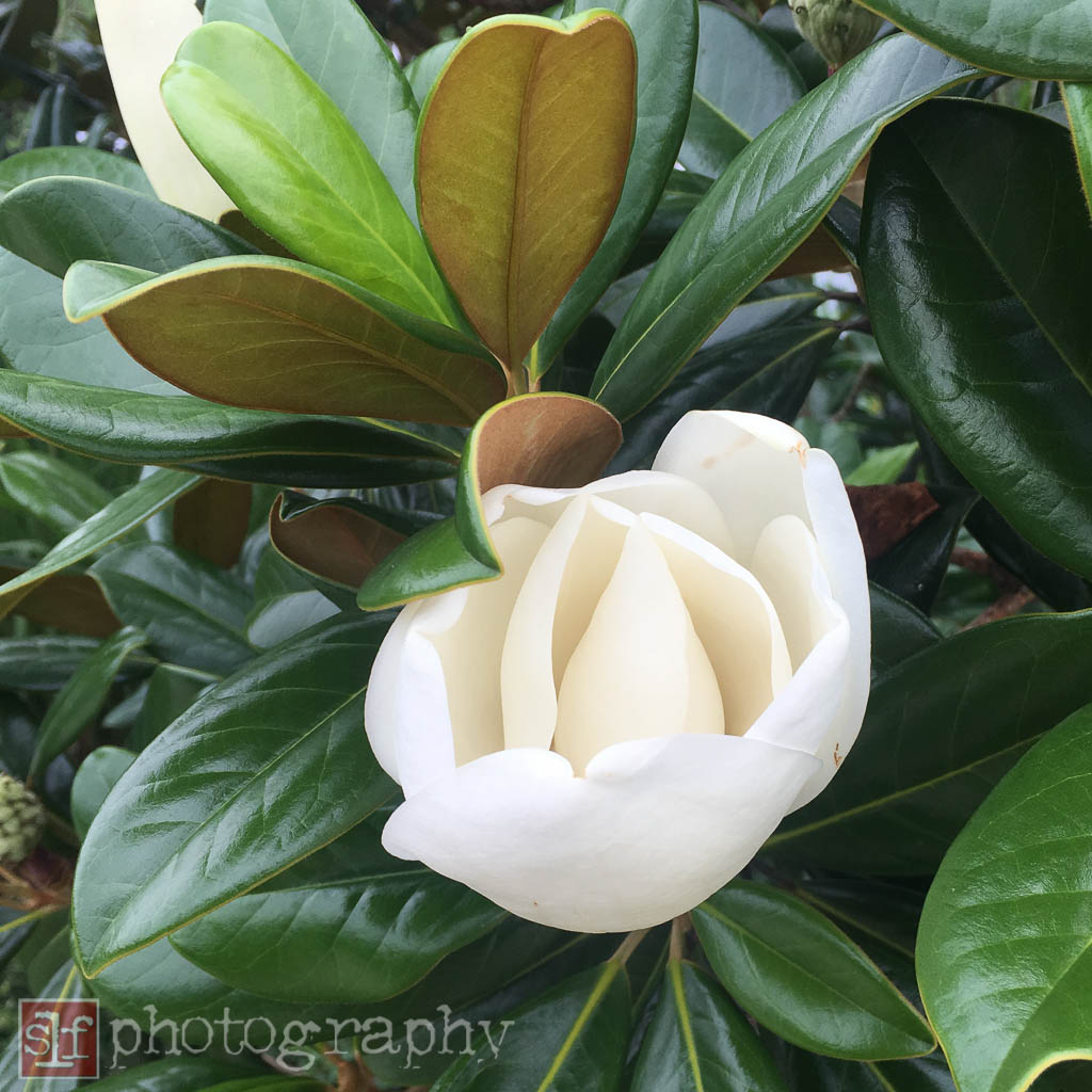 magnolia bloom at the ridge