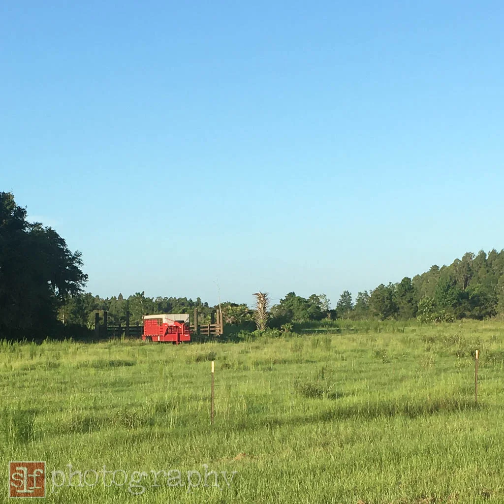 cattle trailer at wiregrass pasture