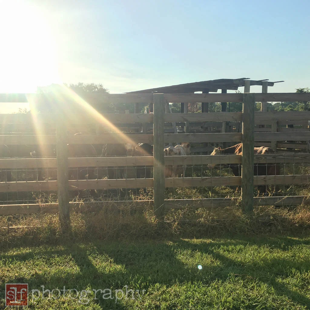 wiregrass ranch corral