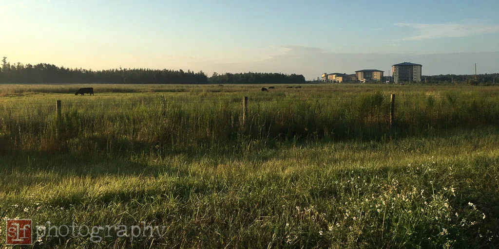 black angus cows at sr56