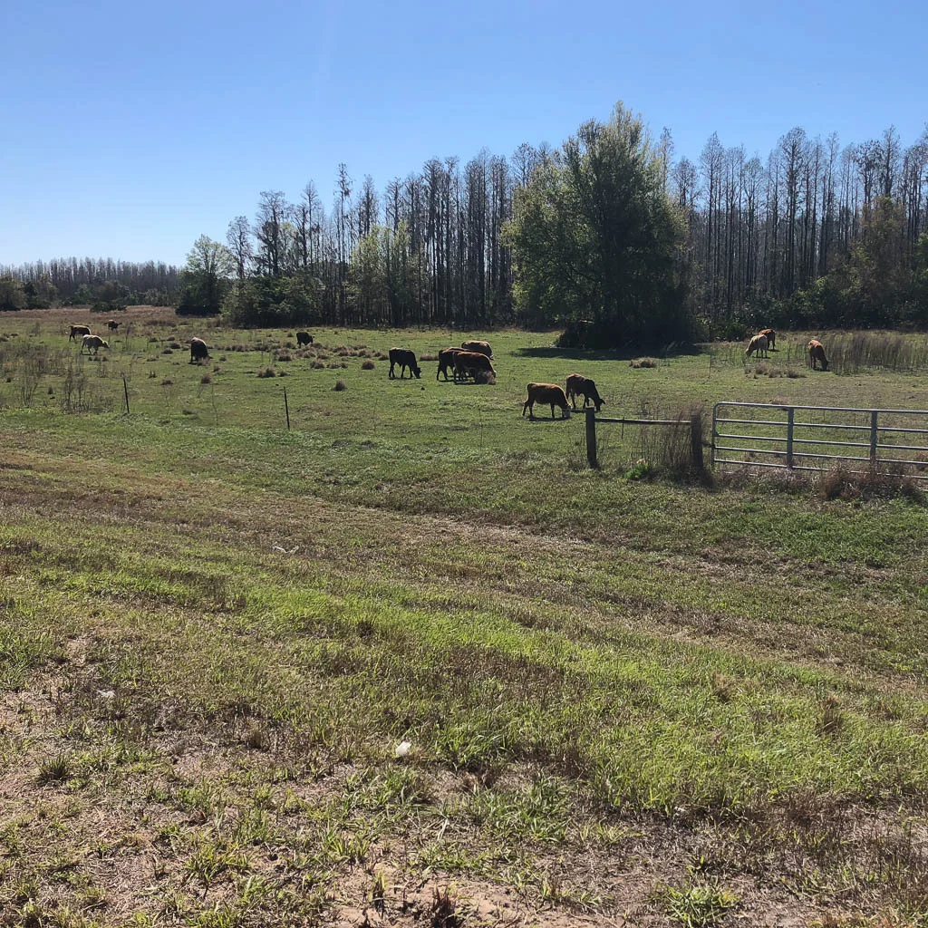 the cattle are back in this pasture