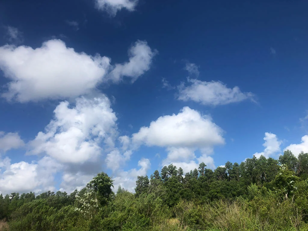 slf-20190501-22.jpg