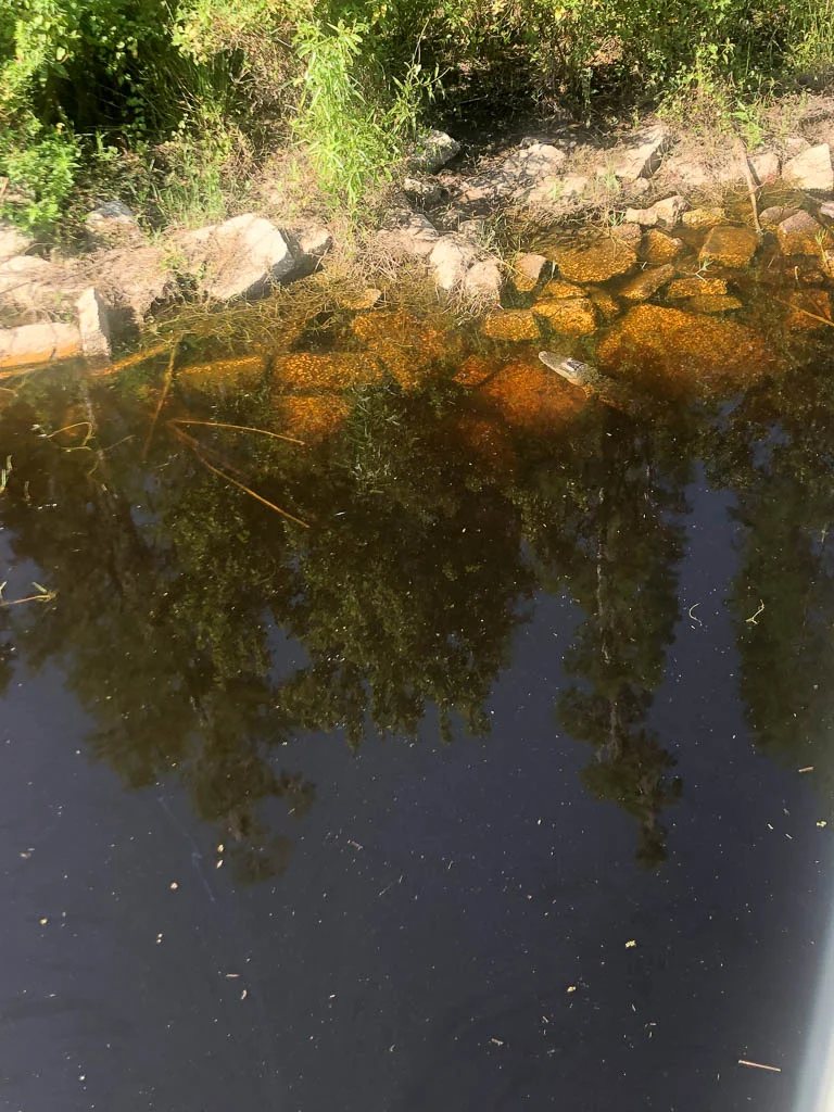 slf-20190530-13.jpg