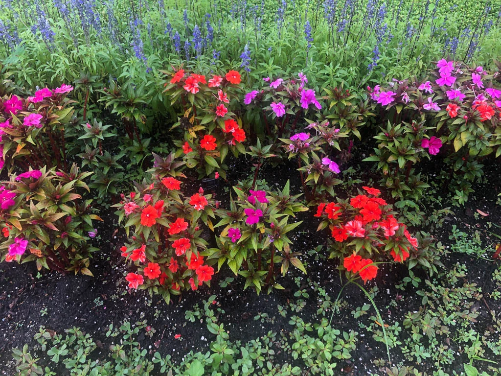 slf-20190708-01.jpg