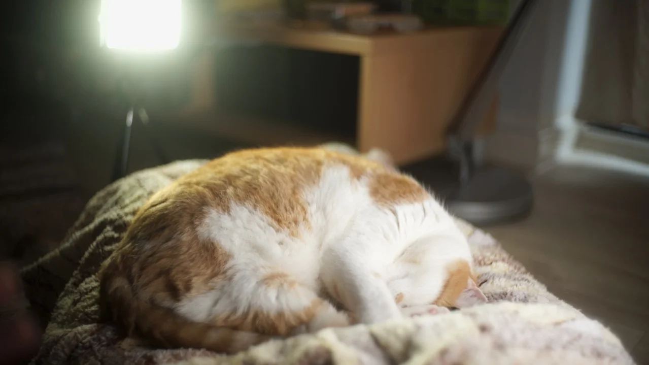 This photo was shows the color quality difference between the two. The back light is the Yongnuo, slightly green. (Video frame from the A7s shot with 5500K white balance and no magenta/green adjustments)