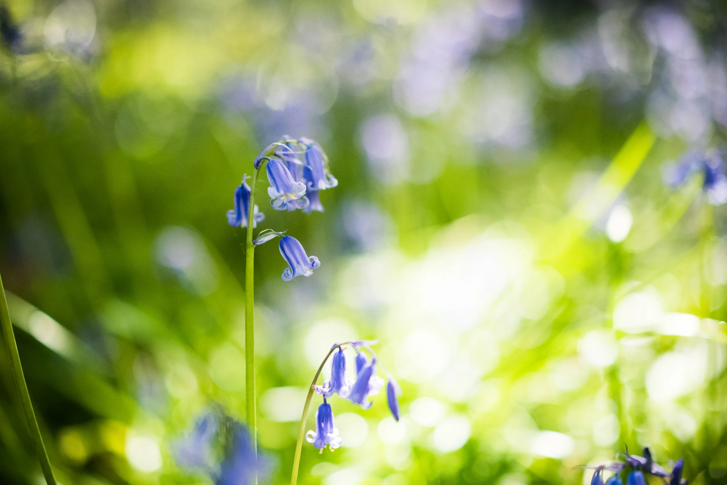 A photo from the Sony A7S and FE 55mm f1.8 lens. Click for larger.
