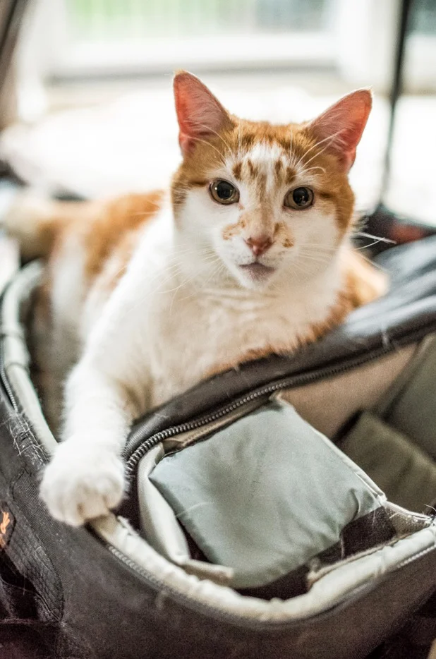My cat also likes Lowepro.