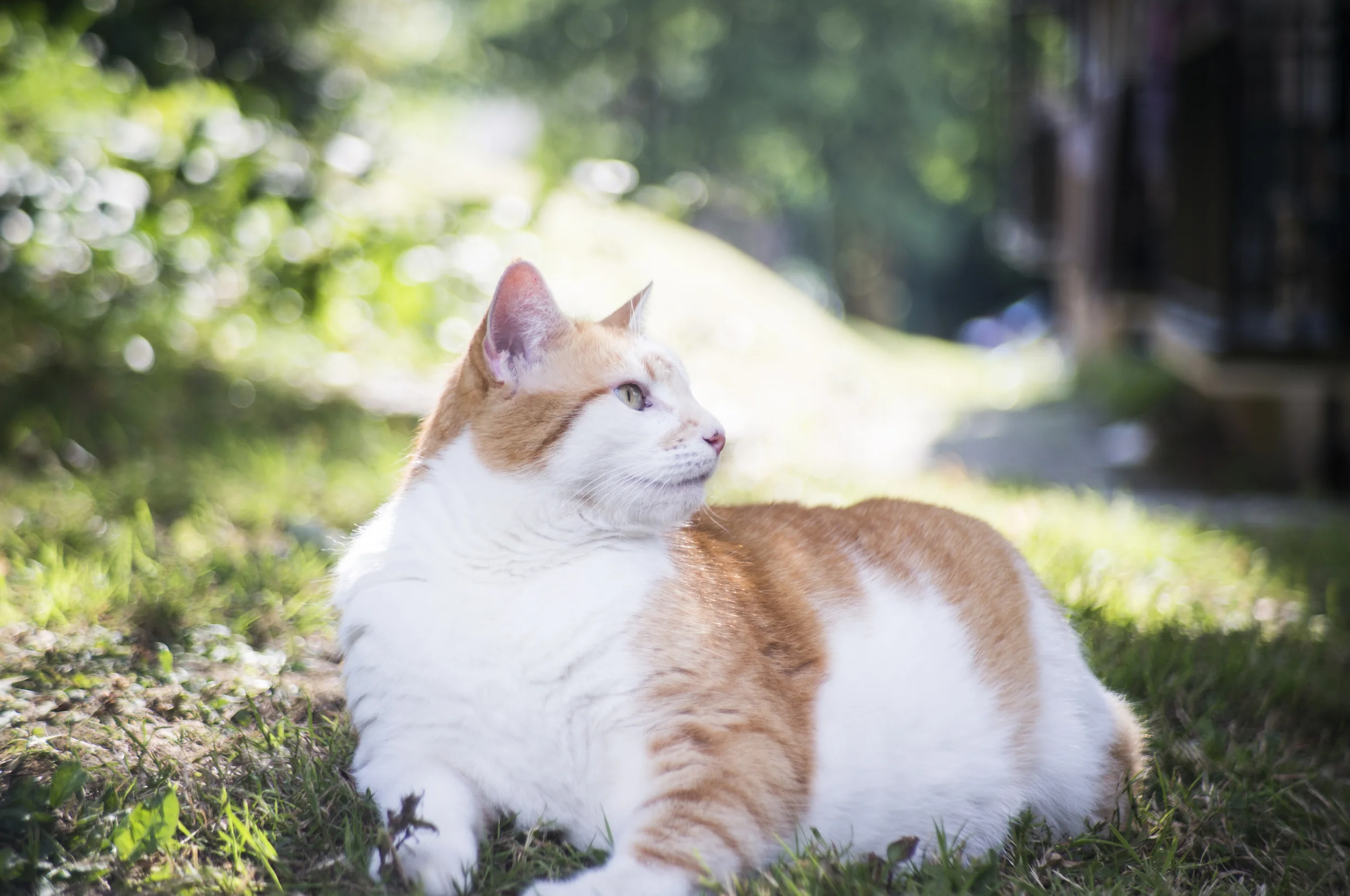 Sony NEX-6 and the C-mount 50mm "f1.4"