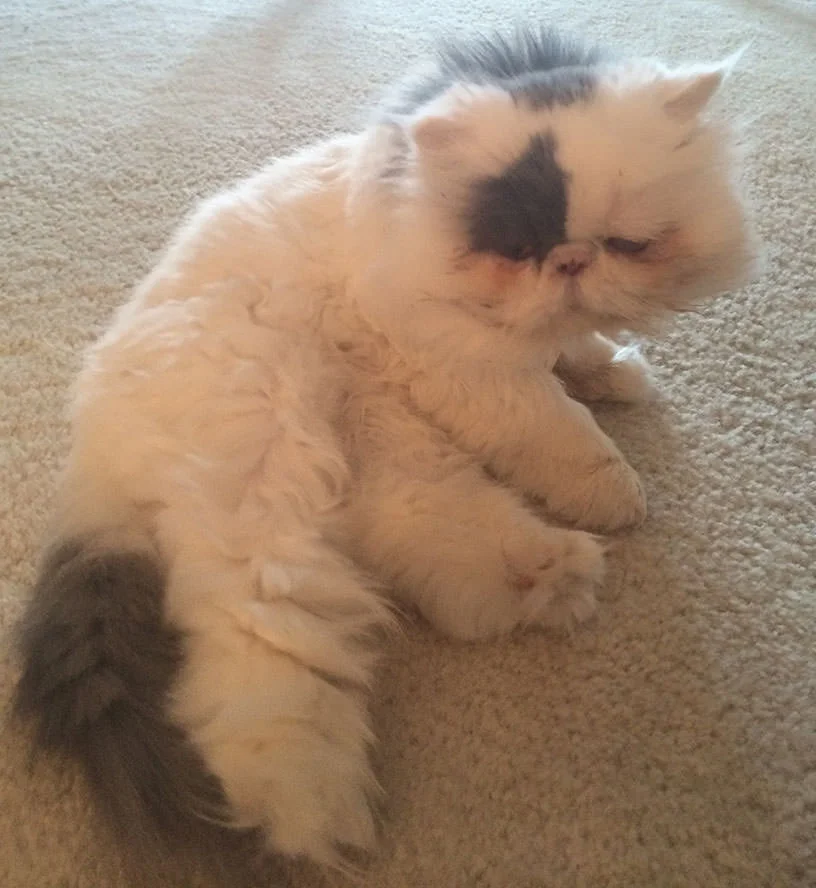 "Please don't attack my fluffy booty."