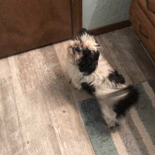 IMG_2700.gif