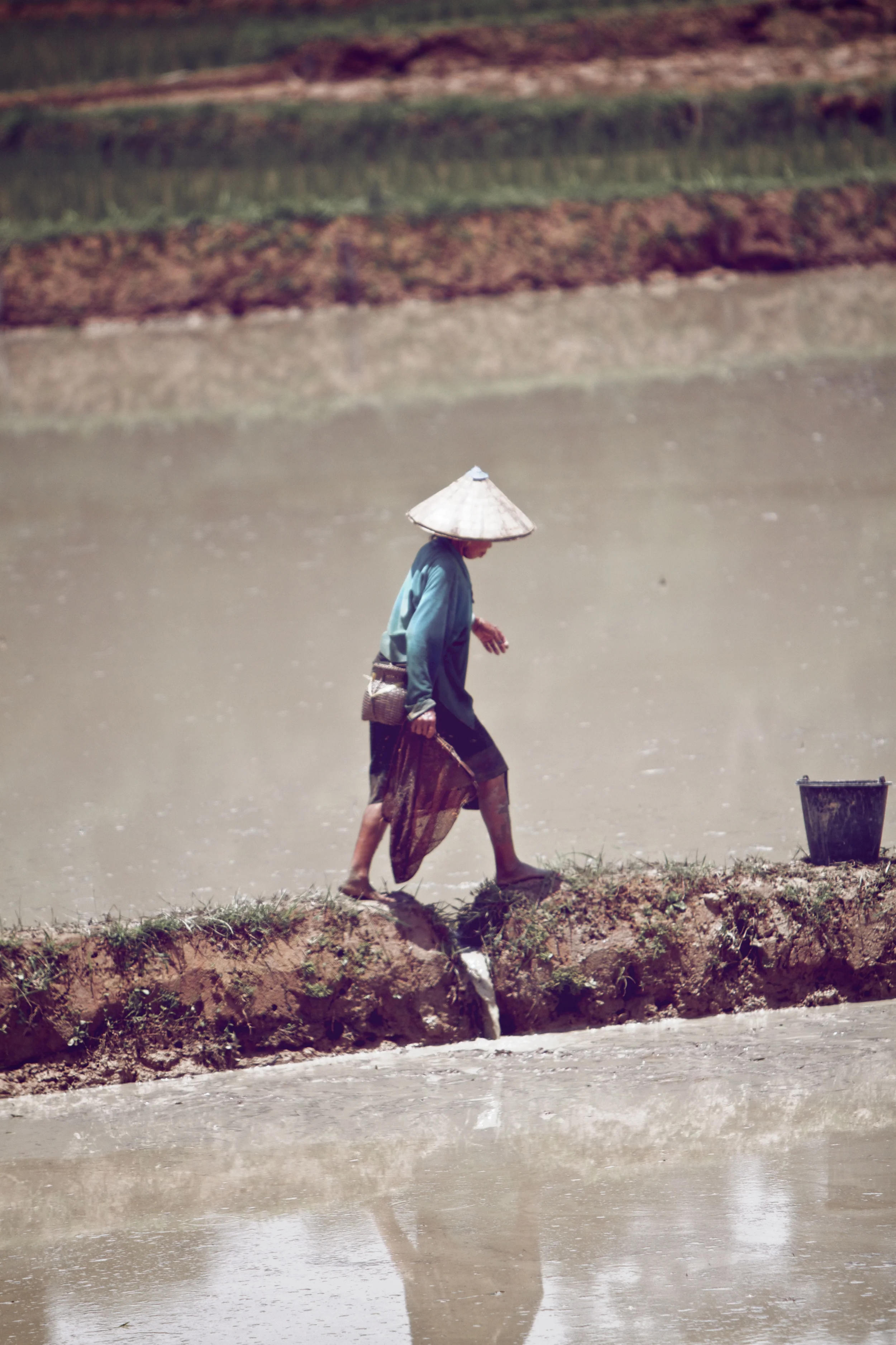 Muddy farm land for rice.jpg