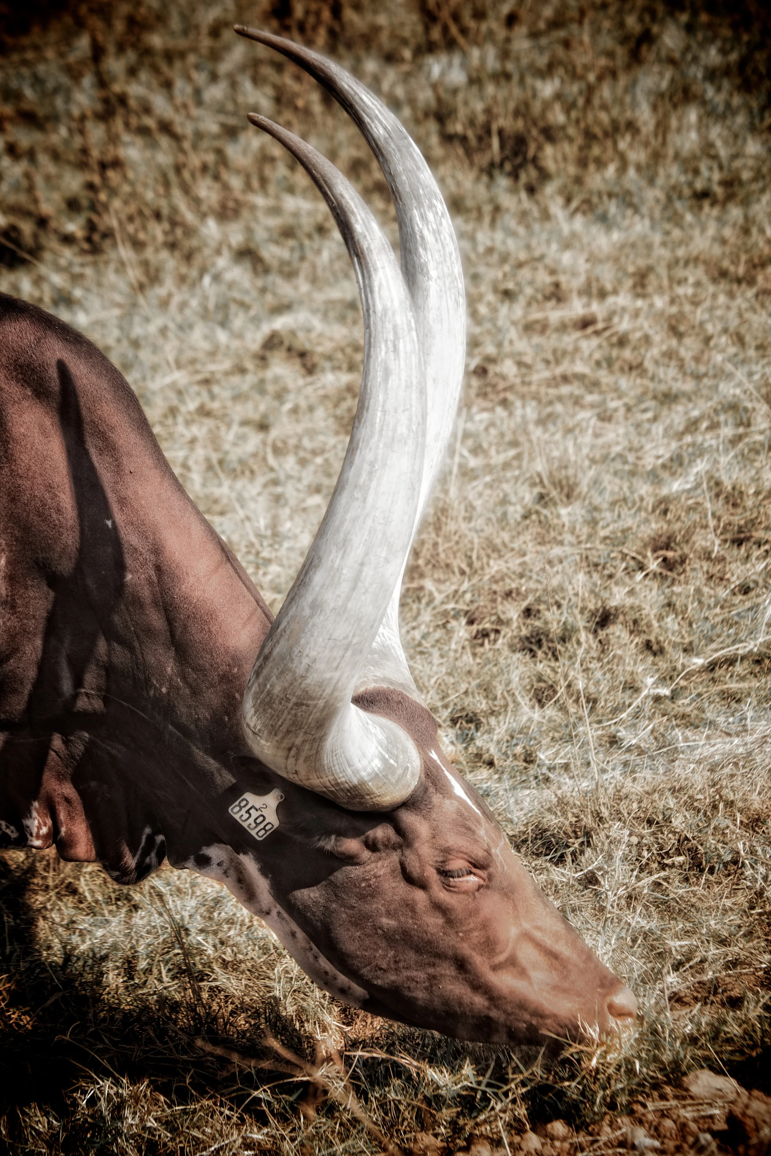 big horn.jpg